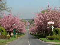 Marines in Spring